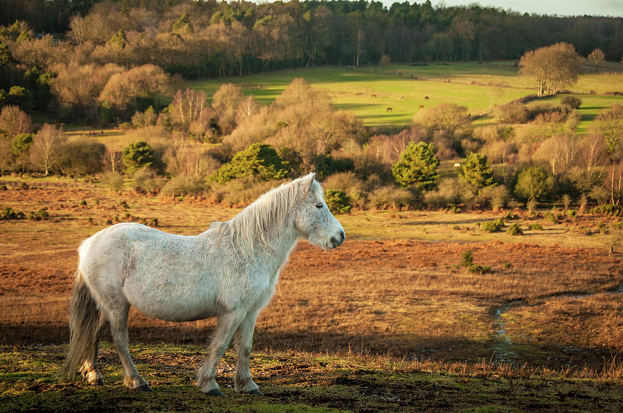 Wild White Mare In Field, New Forest Photograph by Li Kim Goh