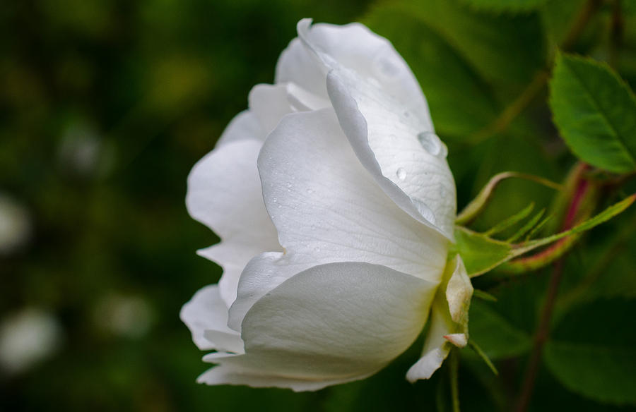 Wild White Rose Photograph by Jordan Blackstone