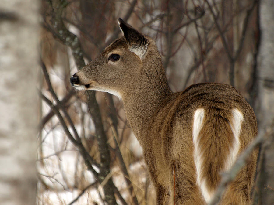 Wild White-tailed Deer Photograph by James Peterson