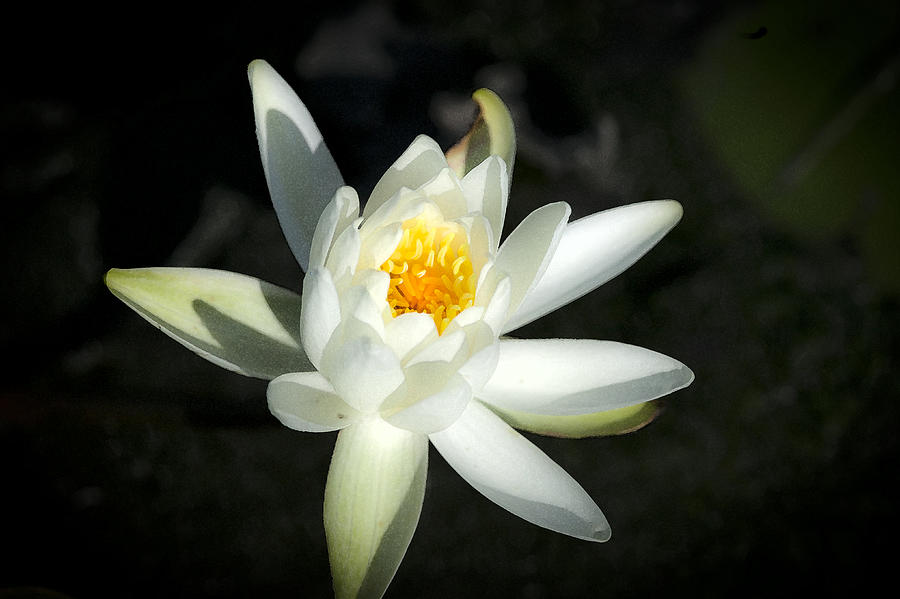 Wild White Water Lily Photograph by Rich Franco