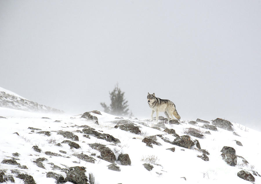 Wild Wolf in Winter Photograph by Deby Dixon