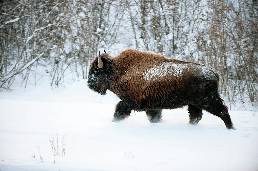 Wild Woodland Bison In Snow Photograph by Ryersonclark