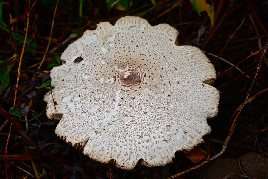Wild Woodland Mushroom Photograph by Venetia Featherstone-Witty