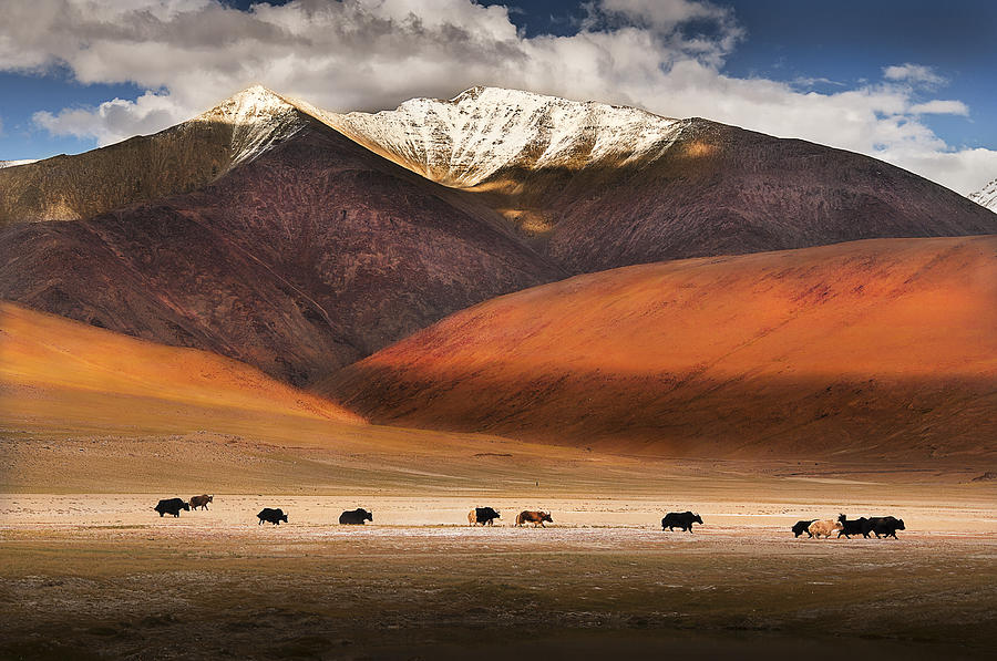 Wild yaks in Ladakh, India. Photograph by Nabarun Bhattacharya