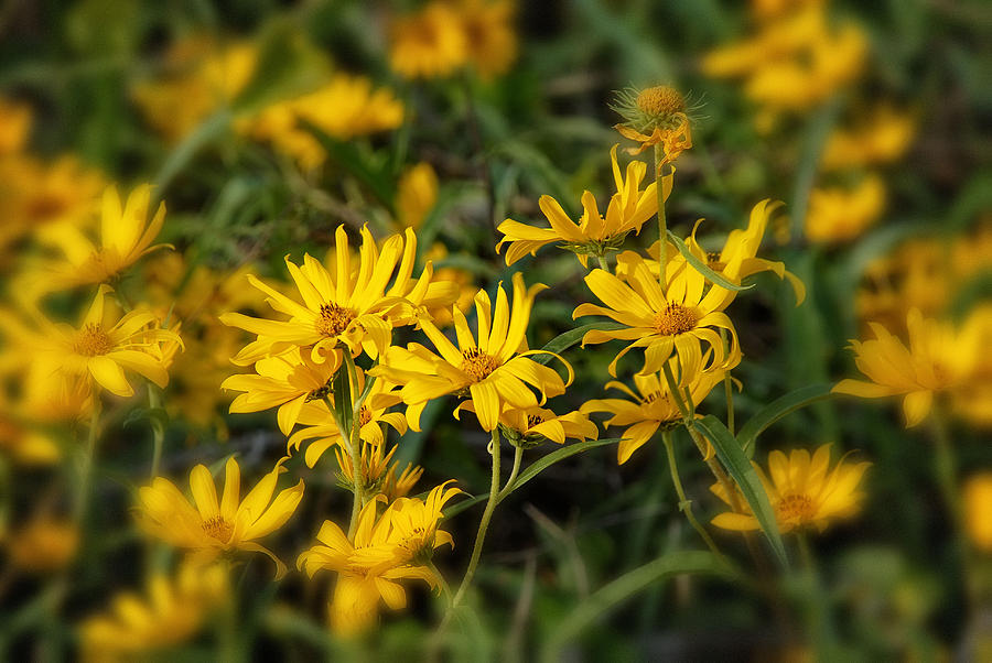 Wild Yellow Daisies Photograph by Susan Moody