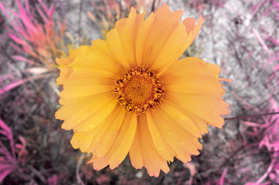 Wild Yellow Flower Photograph