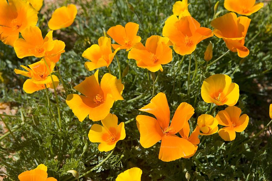 Wild Yellow Poppy Cluster Photograph by F Hughes - Fine Art America