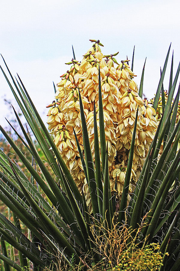 Wild Yucca Blooms Photograph by Tom Janca