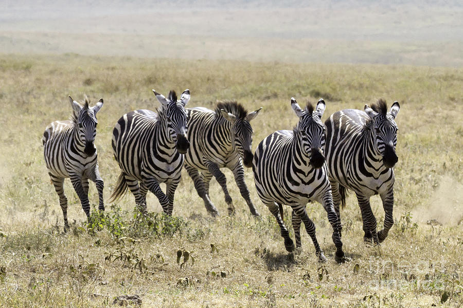 Wild Zebras Running  Photograph by Chris Scroggins