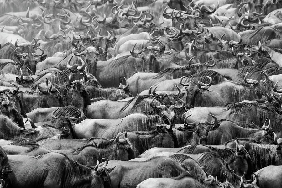 Wildbeests Photograph by Henry Zhao