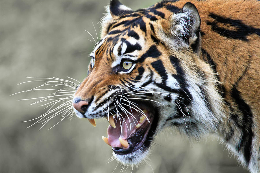 Tiger Photograph - Wildcat II by Athena Mckinzie