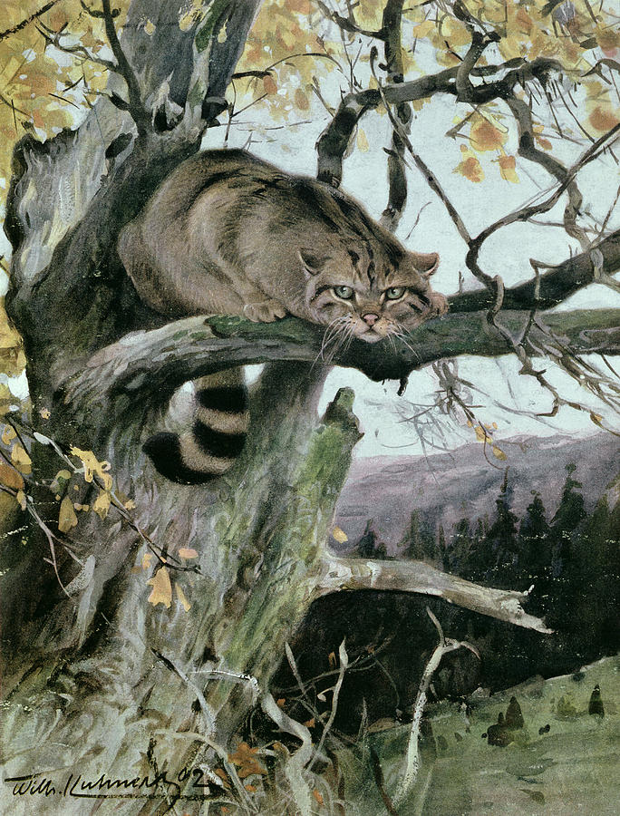 Wilhelm Kuhnert Painting - Wildcat in a Tree by Wilhelm Kuhnert