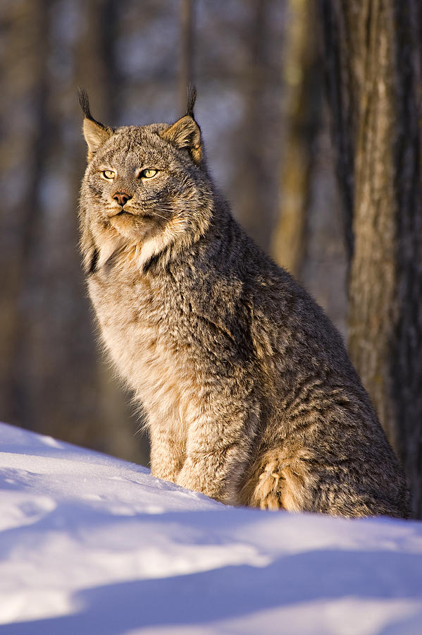 Wildcat Photograph by Jack Milchanowski