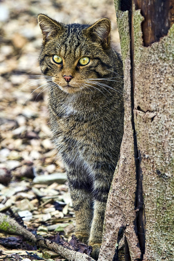 Animal Photograph - Wildcat Scottish by Marcia Colelli