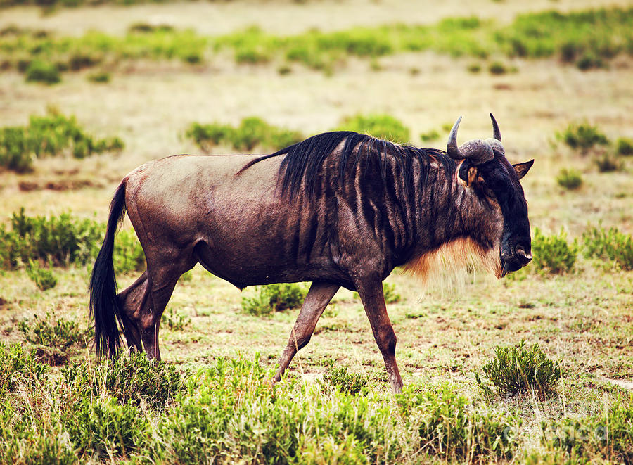 Wildlife Photograph - Wildebeest also called Gnu on African savannah by Michal Bednarek