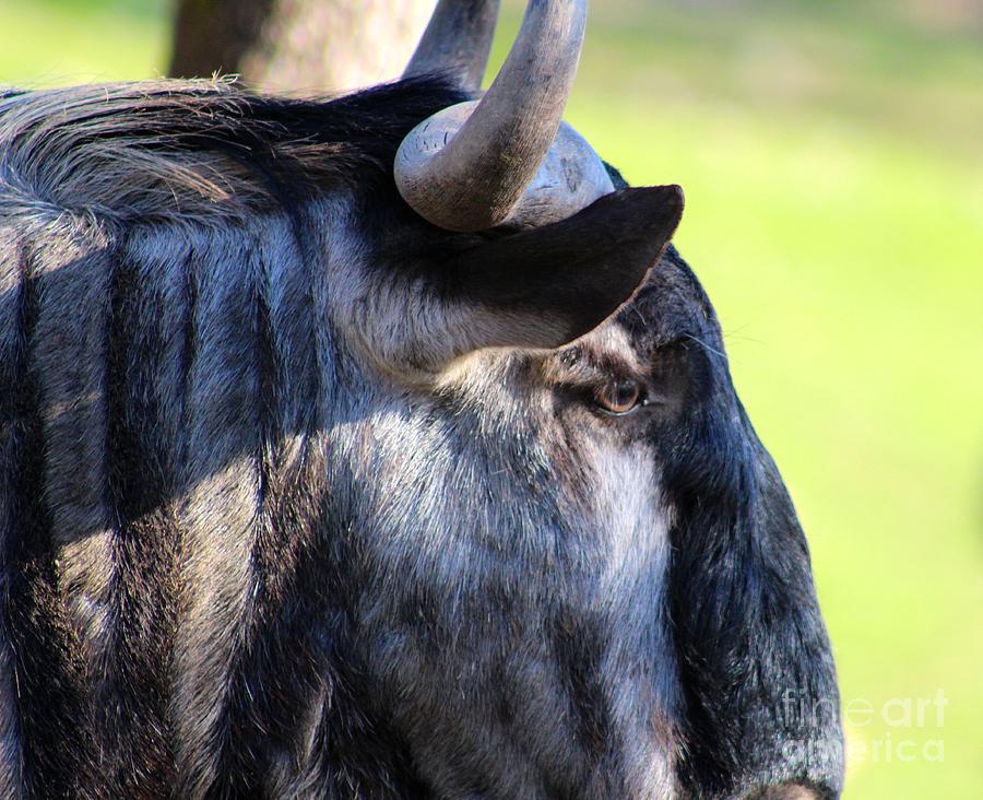 Wildebeest Close Up Photograph