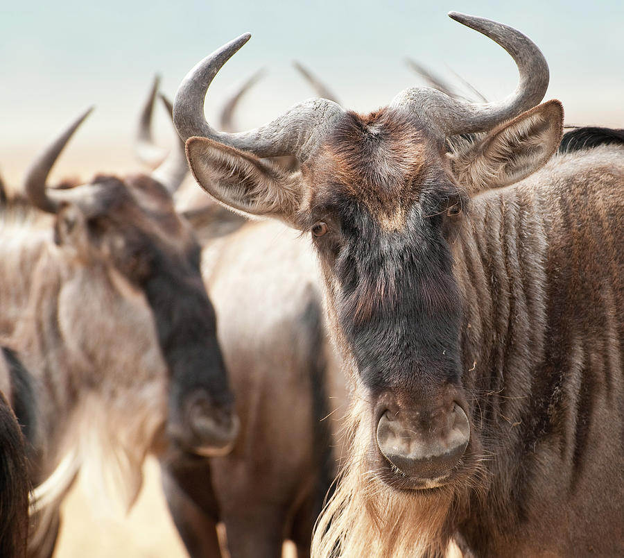 Wildebeest Connochaetes Photograph by Ignacio Palacios Wildebeest Connochaetes Photograph by Ignacio Palacios