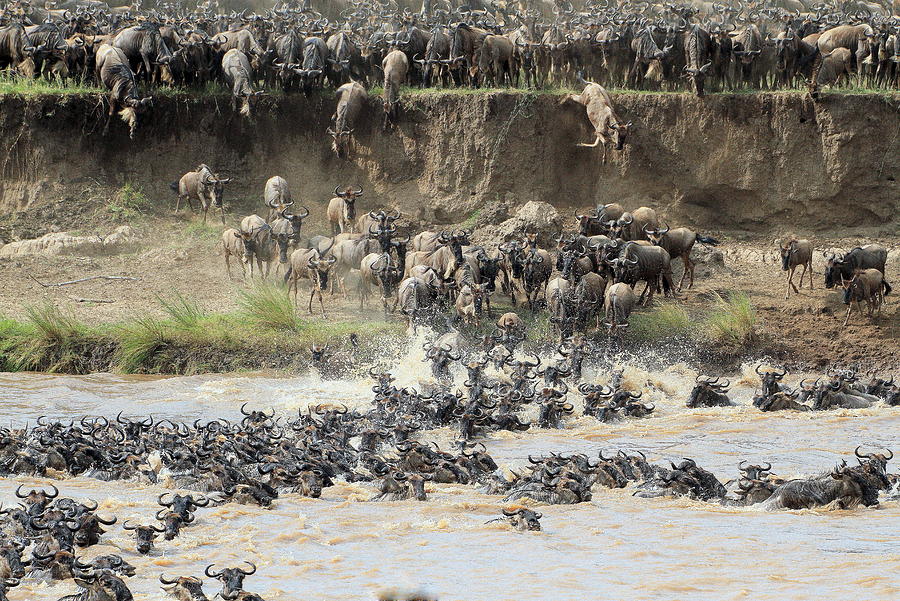 Wildebeest Crossing Photograph by Don Downer - Fine Art America