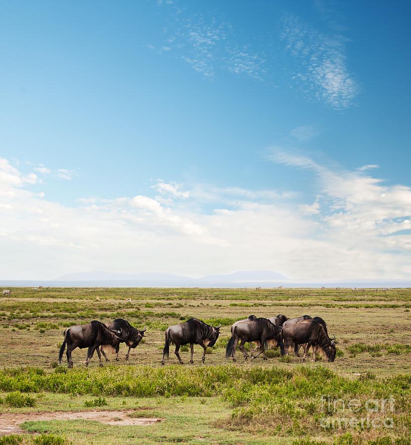 Wildlife Photograph - Wildebeest. Gnu on African savanna by Michal Bednarek