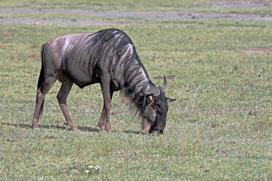 Wildebeest Grazing Photograph by Tony Murtagh