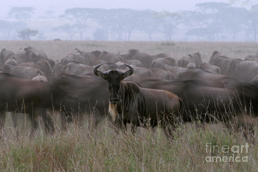 Wildebeest Herd Photograph by Ron Sanford