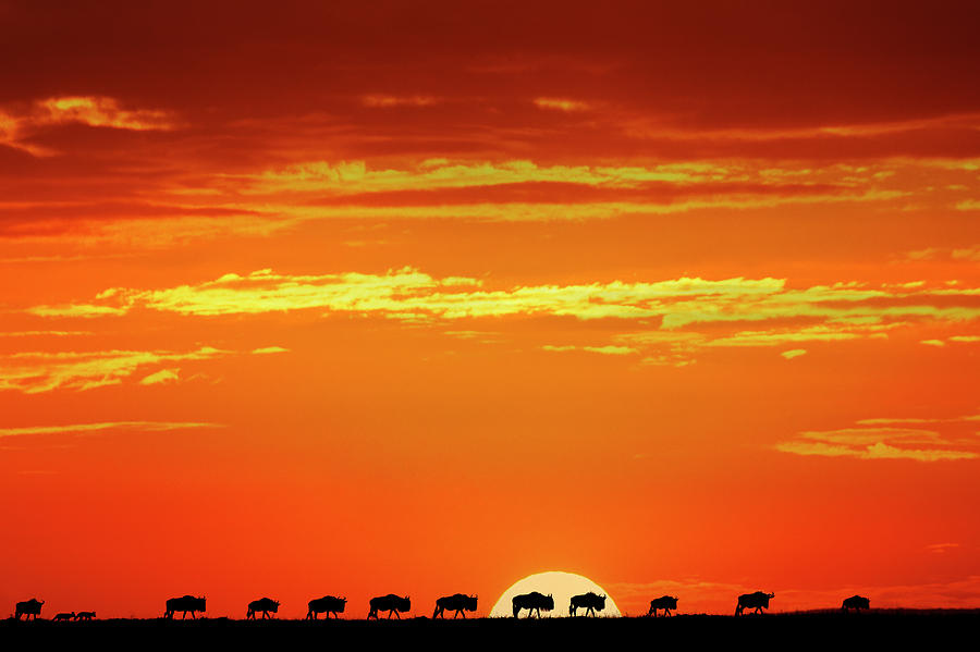 Wildebeest Herd Silhouetted On Horizon Photograph by Adam Jones