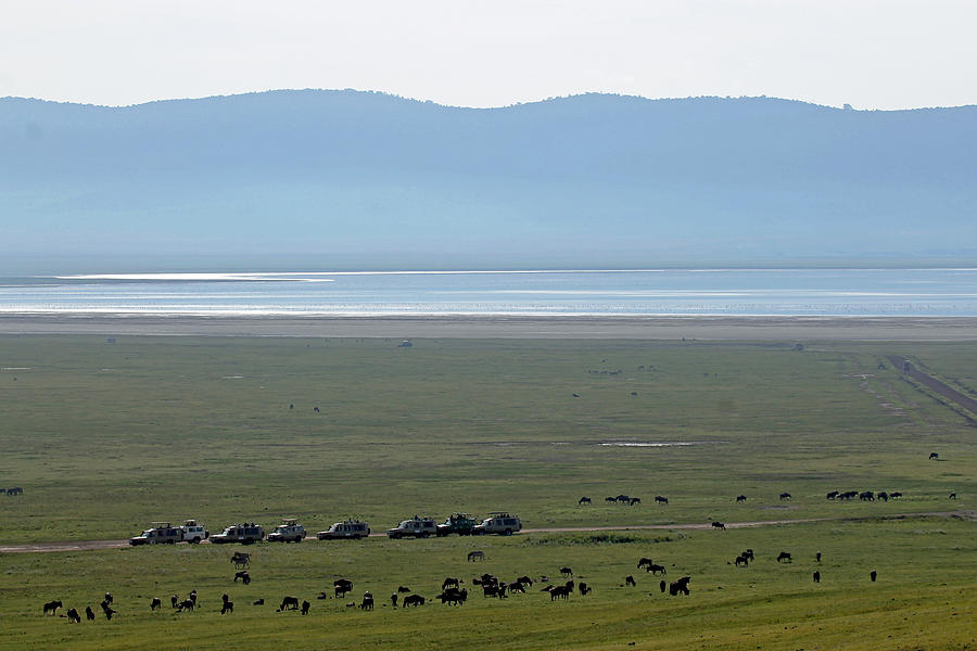 Wildebeest in Ngorongoro Crater Photograph by Tony Murtagh
