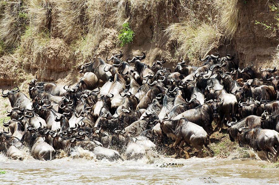 Wildebeest Migrating Photograph by John Devries/science Photo Library ...