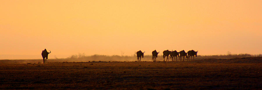 Wildebeest Migration Photograph by Amanda Stadther