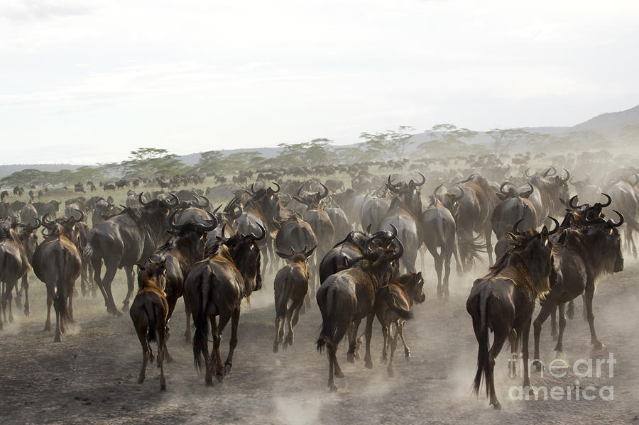 Wildebeest Migration  Photograph by Gilad Flesch