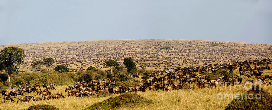 Wildebeest Migration, Masaai Mara, Kenya Photograph by Greg Dimijian