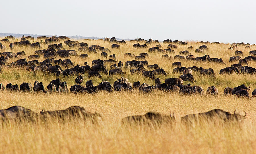 Wildebeest Migration Photograph by Wldavies
