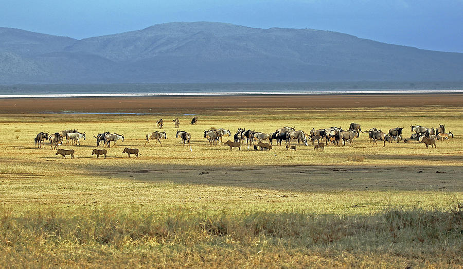Wildebeest on Lake Manyara Photograph by Tony Murtagh