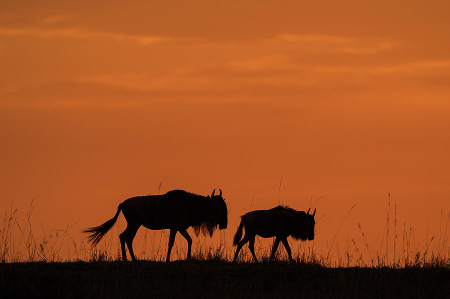 Wildebeest On Migration At Sunrise Photograph by Mike Hill