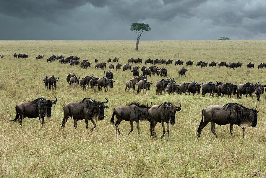 Wildebeest On Migration Photograph by Mike Hill