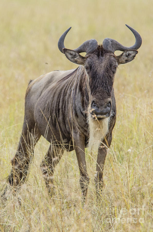 Wildebeest Photograph by Pravine Chester