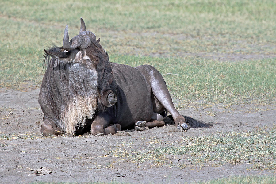 Wildebeest Resting Photograph by Tony Murtagh