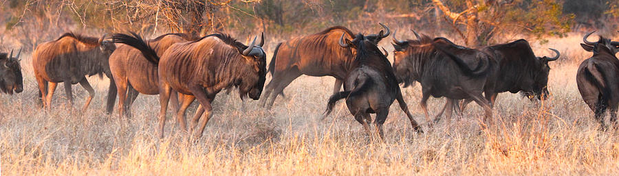 Wildebeest Run Photograph
