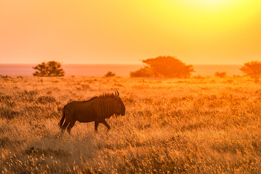 Wildebeest Sunset - Namibia Africa Photograph Photograph by Duane Miller