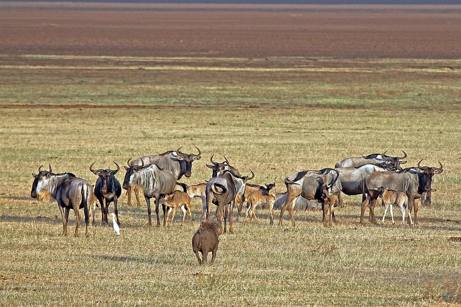 Wildebeest Photograph by Tony Murtagh