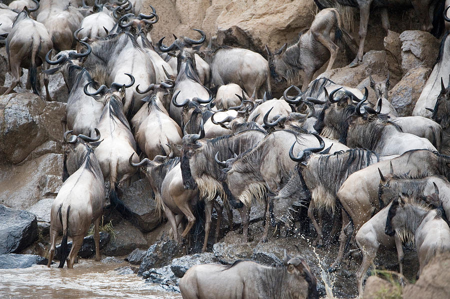 Wildlife Photograph - Wildebeests Crossing A River, Mara by Panoramic Images