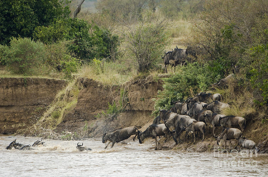 Wildebeests Crossing Mara River, Kenya Photograph by John Shaw