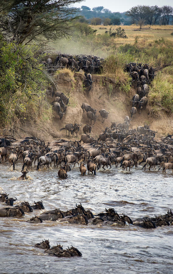 Wildebeests Crossing Mara River Photograph by Panoramic Images - Pixels