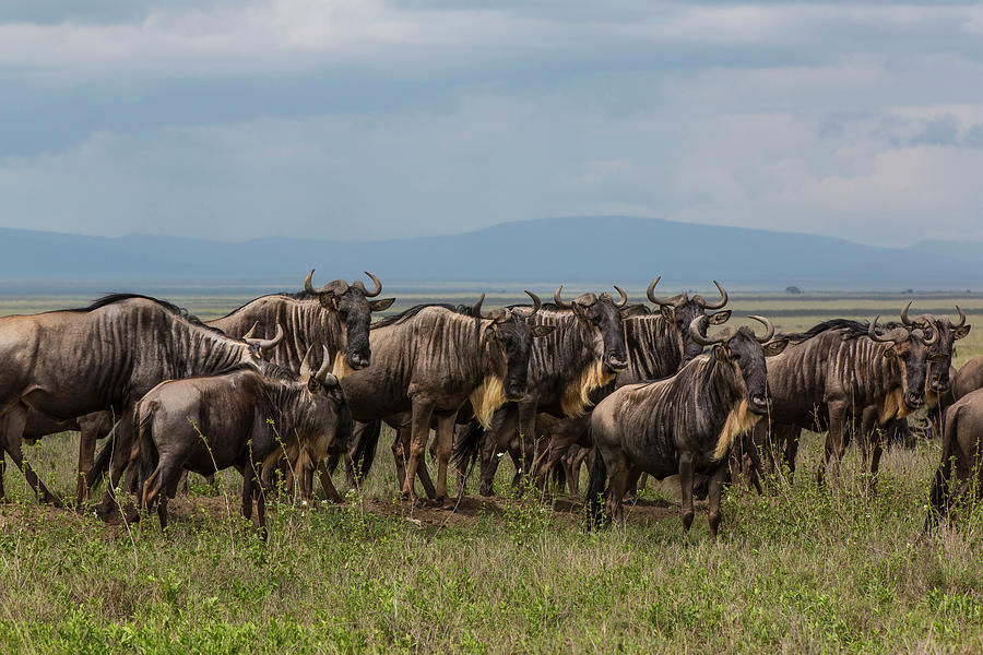 Wildebeests, Serengeti Photograph by Wavelet Photography