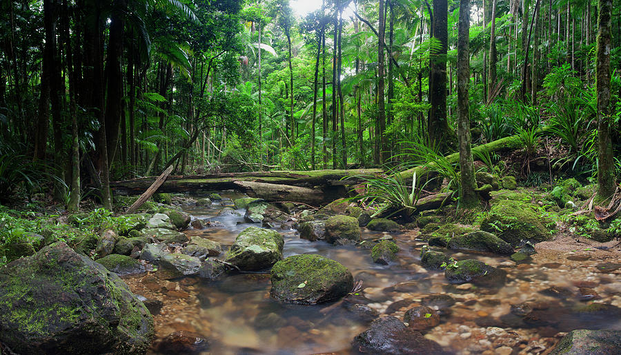 Wilderness Rainforest Photograph by Davidf Wilderness Rainforest Photograph by Davidf