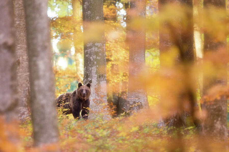 Bear Photograph - Wilderness by Sebastian Mastahac Bear Photograph - Wilderness by Sebastian Mastahac