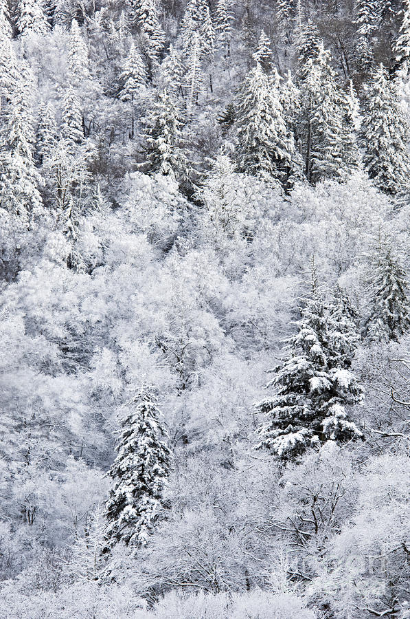 Wilderness Winter - D009397 Photograph