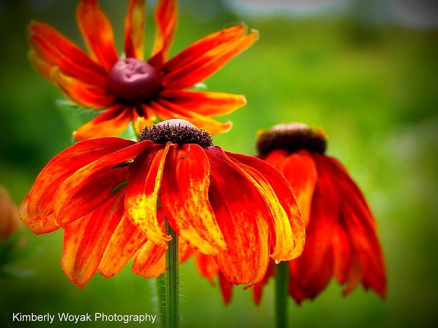 Wildest Bloom Photograph by Kimberly Woyak
