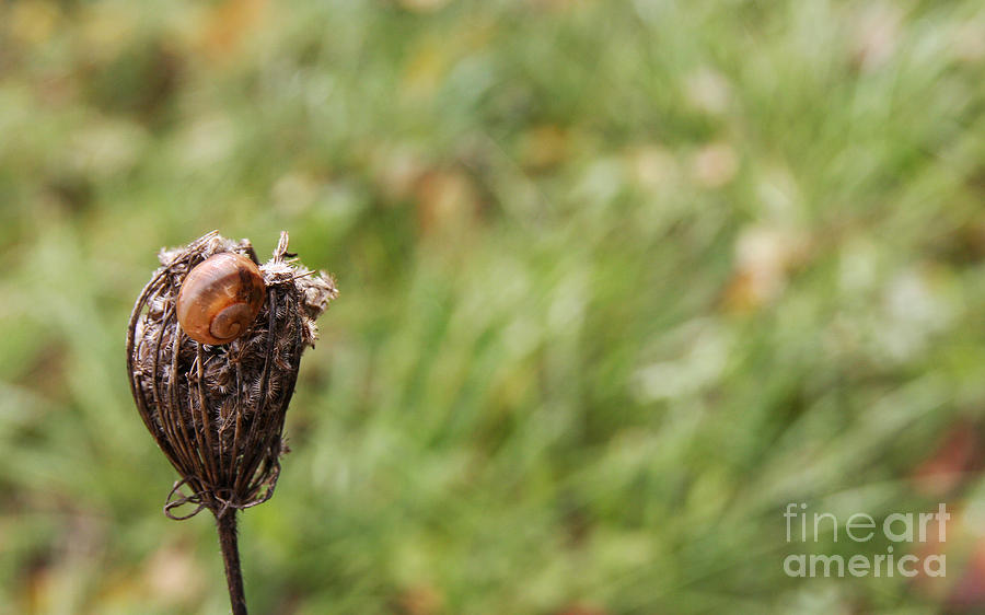 Flowers Still Life Photograph - Wildflower And Snail by Jolanta Meskauskiene