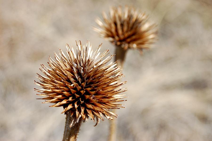 Wildflower Autumn Photograph by Greni Graph Wildflower Autumn Photograph by Greni Graph